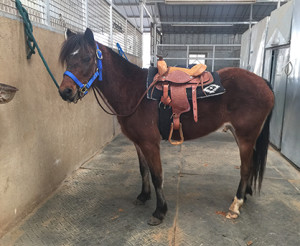 Angel, a kill pen pony, is ready to go for a ride.