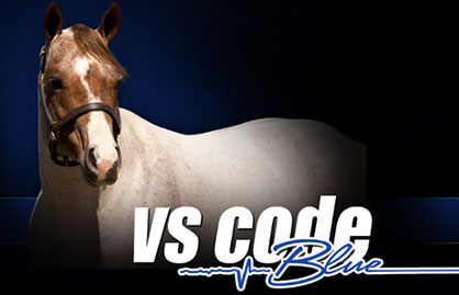 The Pittman Ranch Purchases AQHA Stallion VS Code Blue