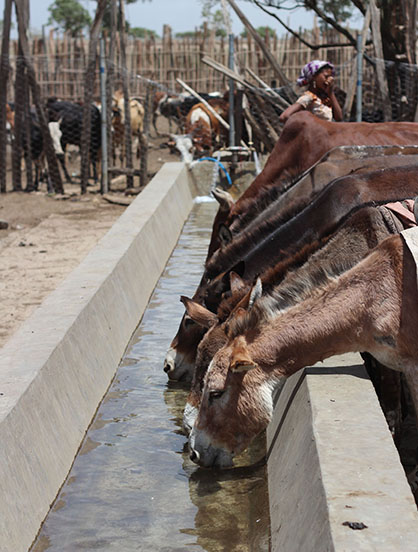 600 Equines Receiving Emergency Feed Each Day in Ethiopia