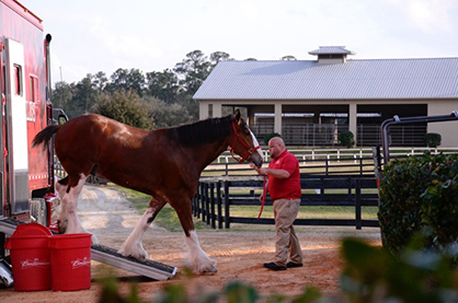 Budweiser Clydesdales Bed Down at The Sanctuary on Their Way to the Horse Show!