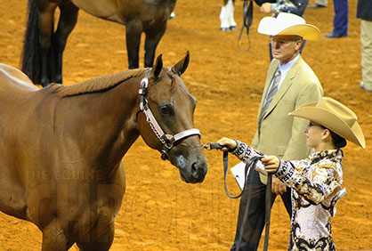 AQHA Performance Halter Rule Changes For 2019