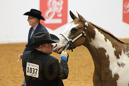 APHA Platinum Breeders Futurity Halter Purse Expected to Exceed $80,000