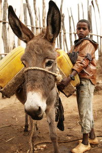 A donkey being loaded with water at an Ethiopian grain market. Image courtesy of Brooke USA.