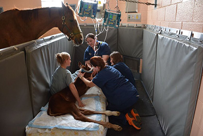 Animal Planet Announces New TV Series That Will Follow Day-to-Day Lives of Penn Vet Students