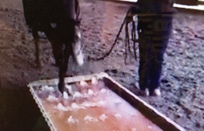 Can Your Trail Horse Do This? “The Vegas Water Box” Video That’s Gone Viral