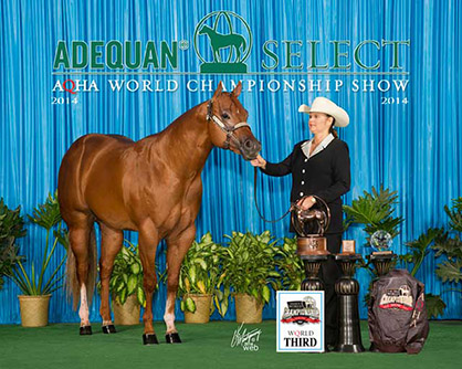 Bidding Closes TONIGHT, March 2, for March Internet Auction from Pro Horse Services