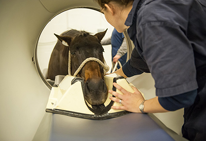 Revolutionizing Equine Imaging With First Specialized CT Scan For Horses