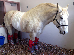 Image courtesy of Penn Vet.