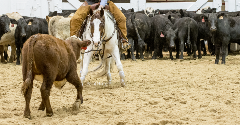 All-Breed Cutting Event Joins 2016 AjPHA Youth World Show