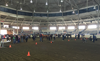 The International is Underway in Springfield; 7 Equine Chronicle Ads Up For Grabs as High Point Awards!