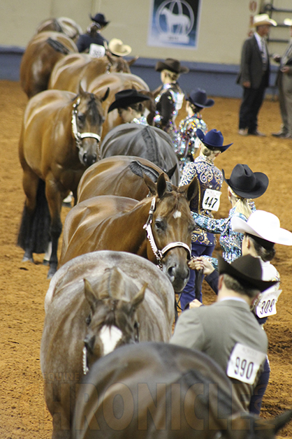 Introducing the Appaloosa Breeders’ Halter Futurity!