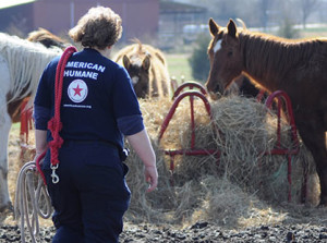 Tennessee Horse Rescue, Image courtesy of American Humane Association.