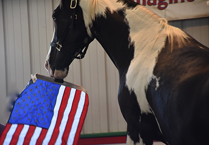 Sounds Fun! Trick Horse Training Camp