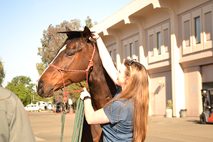 Horse Graduation!