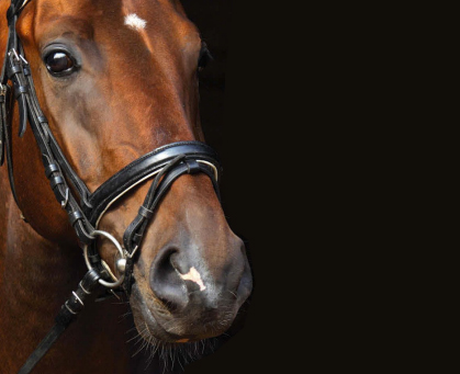 Mouth and Tongue Injuries in Horses