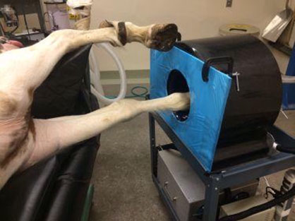 UC Davis Becomes First Vet Facility in the World to Use Portable PET Scanner on Horses