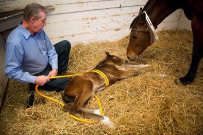 Vet School Receiving Thanks From Around the World For Sharing “Madigan Dummy Foal Squeeze”