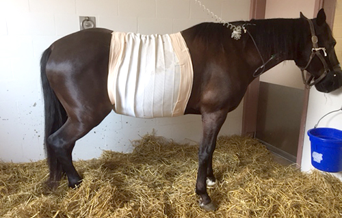 Incredible Colic Surgery Recovery Following Removal of Grapefruit-Sized Strangulating Lipoma