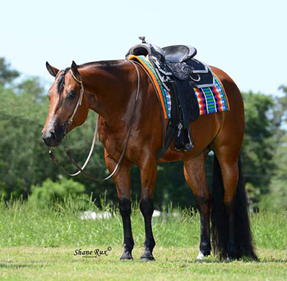 Professional Horse Services July Internet Auctions- New Deadlines and Discounts