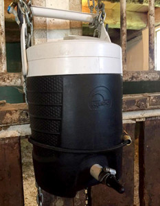 This Igloo cooler was retrofitted with a sheep nipple to allow the orphaned foal to nurse. 