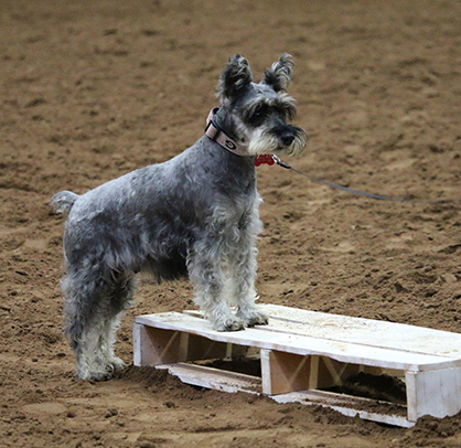 Day 5 and 6 Results From 2016 Pinto World Show