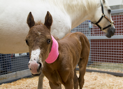High Flying Filly: Sick 2-Day-Old Foal Flown by Chartered Aircraft to Receive Emergency Care