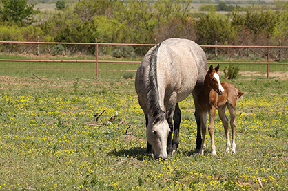 AQHA Youth Can Receive Donated Foal Through AQHA Young Horse Development Program