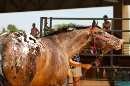 2016 Appaloosa World Sale Presented by dac, October 26th