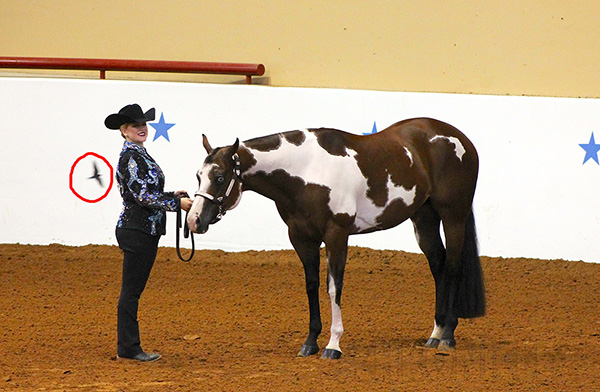 Meet “Dodger” the Dive Bombing Showmanship Bird- 2016 AjPHA Youth World