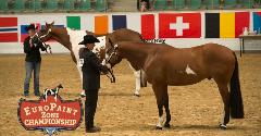 Paint Horse Championship Classes to be Offered at EuroPaint Championships in Germany