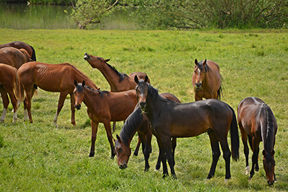 Veterinarians Discover Pistacia Trees Toxic/Deadly to Horses if Ingested