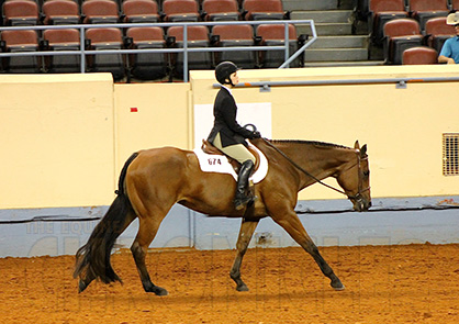 Congratulations AQHYA World Hunter Under Saddle Finalists!