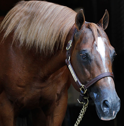 In Loving Memory of AQHA Stallion Zippos Sheik (1992-2016)