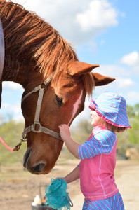 HHR Horse Photo