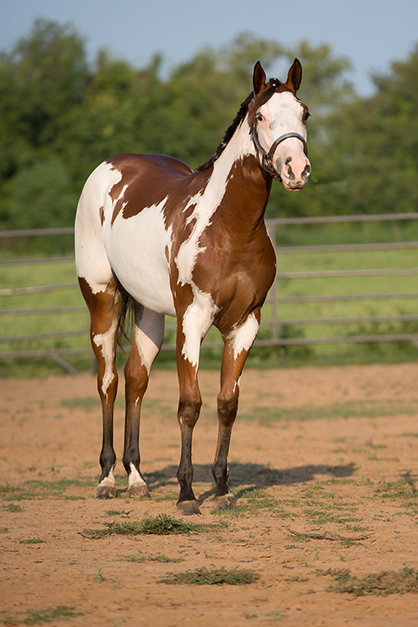 Enter Your APHA Yearling Now in the Farnam APHA Breeders’ Trust Select Yearling Sale