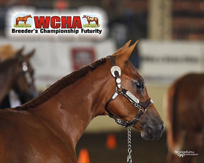 WCHA Announces 2 New Halter Classes Coming to 2018 AQHA World Show
