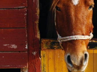 Trainer Liabilities for Horses in Their Care