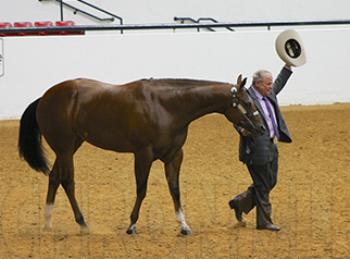 Morning Winners at 2016 APHA World Show Include Cassata, Heisinger, Weldon, Christensen, Darr, and More