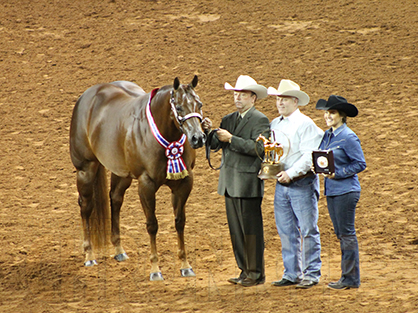 Saturday Morning AQHA World Halter Recap: BPF Bud Lite, Inexces, I Am Relentless, Best Kept Secrete, and Alluring Intention