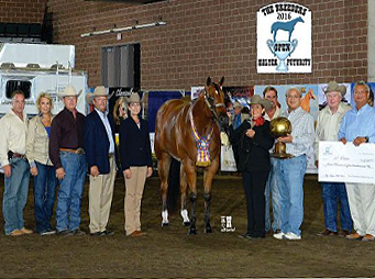 2016 Breeders Halter Futurity Recap