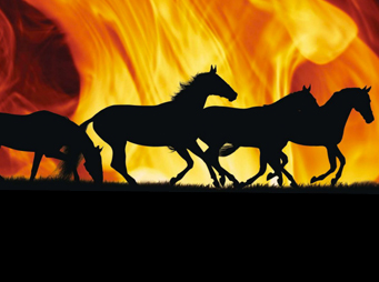 Protecting Our Horses from the Threat of Wildfires