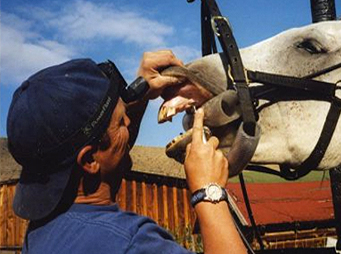 Dental Care for Old and Young Horses