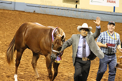 Wednesday Morning AQHA World Halter Recap: Winners Are Lambrecht, Schmeck, Eurez, and Koch