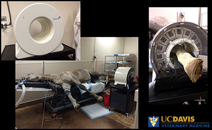World’s First Equine PET Scanner Showing Success at UC Davis Vet Hospital
