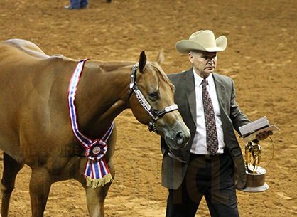 Friday Morning Halter Recap: Heza Alluring Agent, Grandioso, Bee Jewelled, Equities, and Coolsified Secret