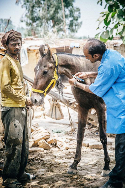 Two Million Horses, Donkeys, and Mules Reached this Year by the World’s Largest International Equine Welfare Charity