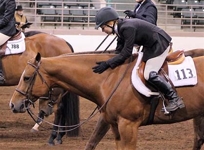 Find Your AQHA Level For 2017