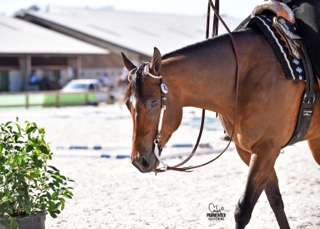 Florida Gold Coast Quarter Horse Circuit Kicks Off With 1,800 Entries on Opening Day