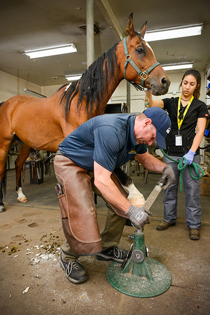 Farrier and Vet Join Up For Lecture and Demonstration at UC Davis