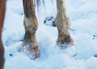 Environmental Extremes Can Damage Horses’ Hooves